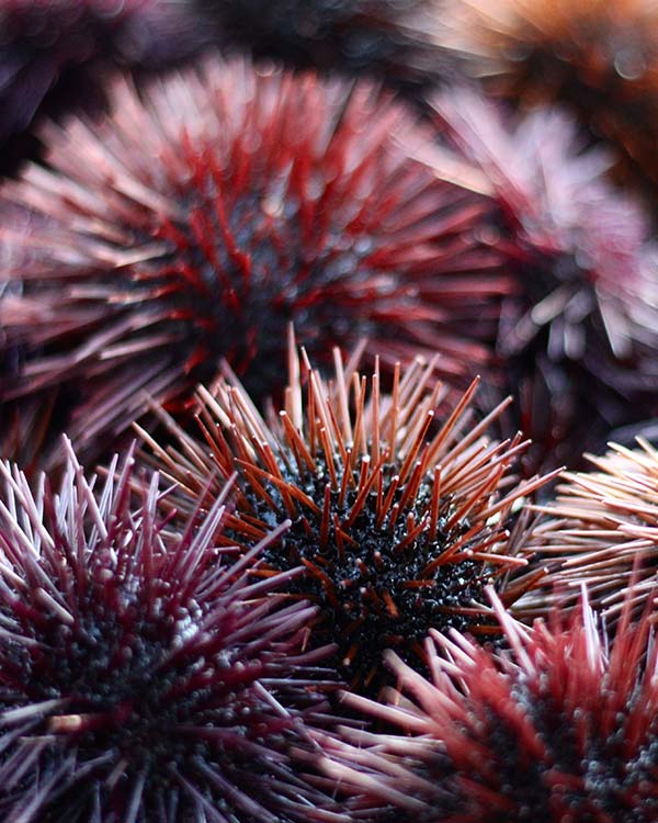 Recette oursinade Hôtel restaurant Porto-Vecchio